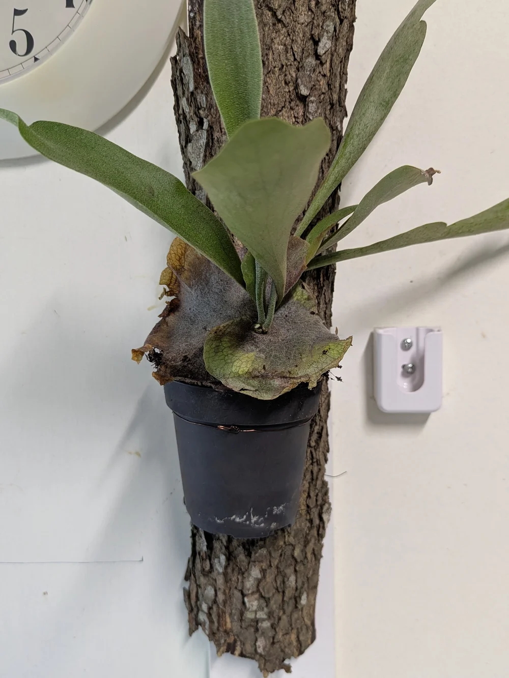 Green Mounted Staghorn Fern Plant On Natural Bark Accessory